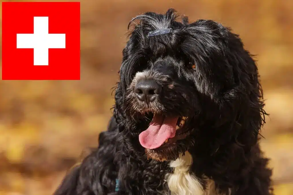 Cão de Agua português Züchter mit Welpen Schweiz