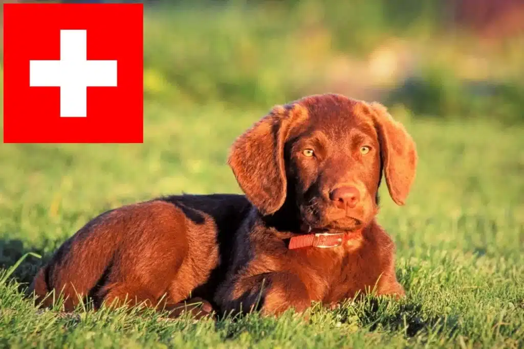 Chesapeake Bay Retriever Züchter mit Welpen Schweiz