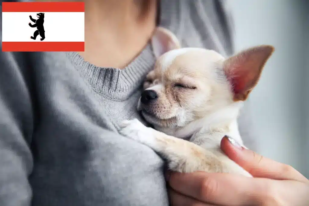 Chihuahua Züchter mit Welpen Berlin