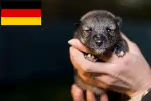 Read more about the article Chihuahua Züchter und Welpen in Deutschland