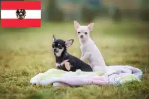 Read more about the article Chihuahua Züchter und Welpen in Österreich