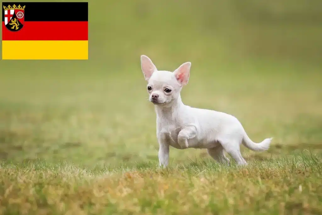 Chihuahua Züchter mit Welpen Rheinland-Pfalz