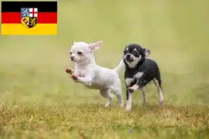 Read more about the article Chihuahua Züchter und Welpen im Saarland