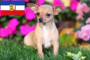 Read more about the article Chihuahua Züchter und Welpen in Schleswig-Holstein