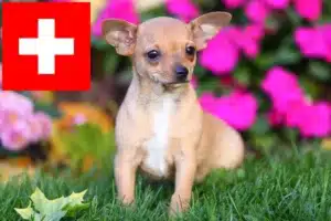 Read more about the article Chihuahua Züchter und Welpen in der Schweiz