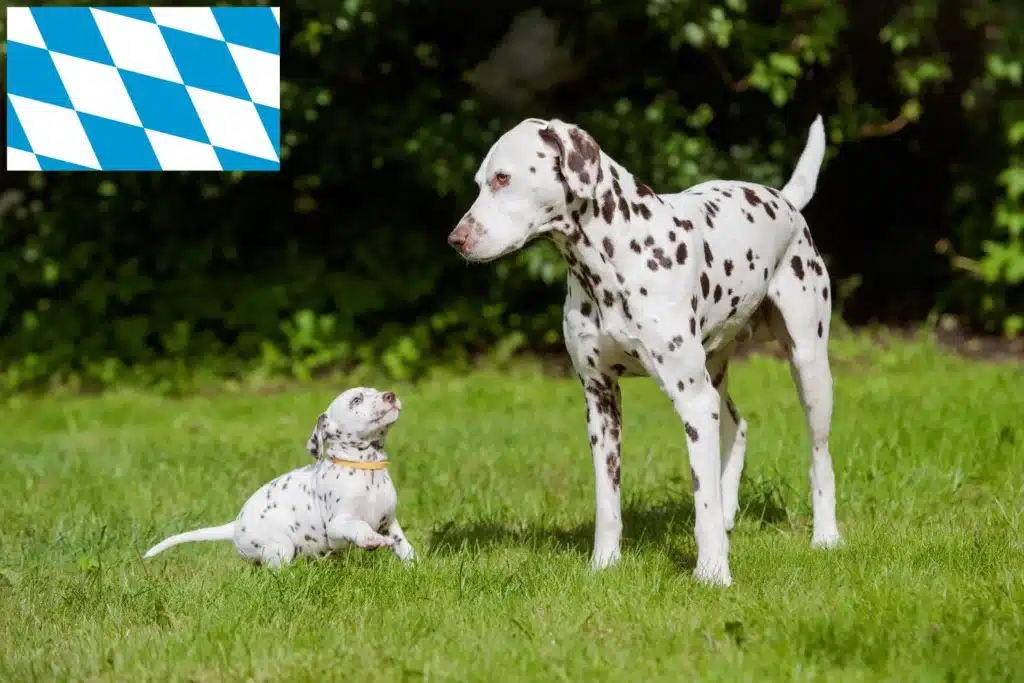 Dalmatiner Züchter mit Welpen Bayern