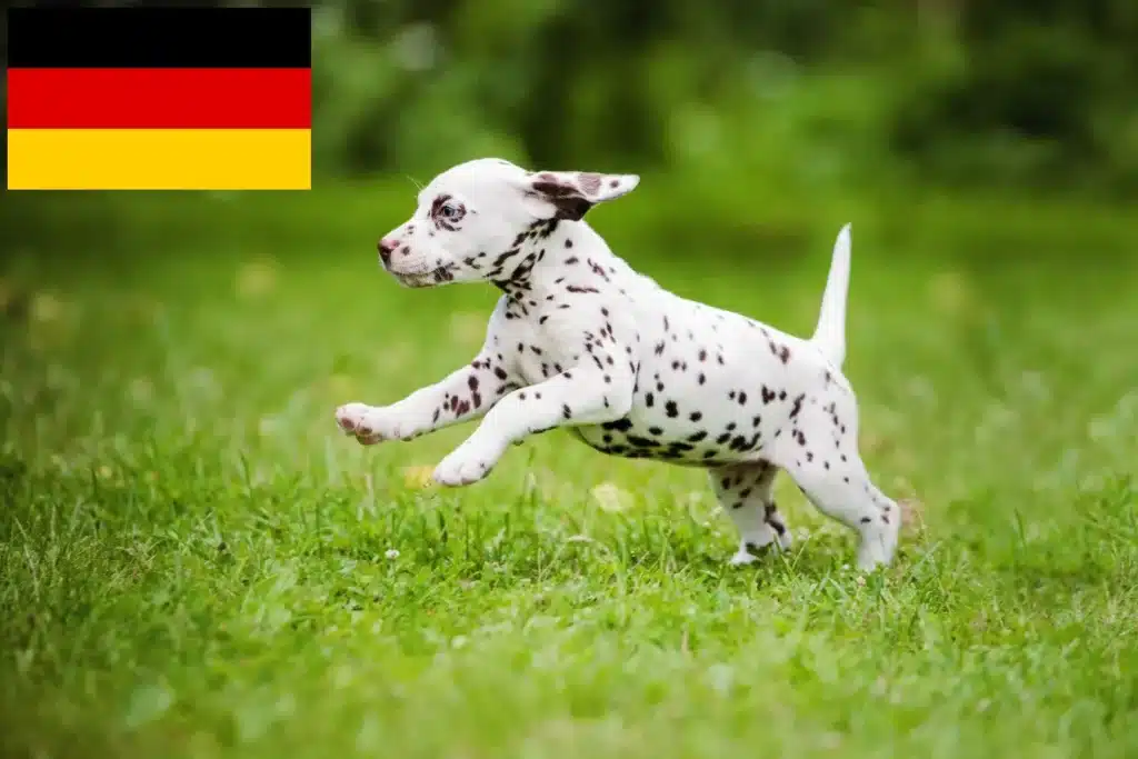 Dalmatiner Züchter mit Welpen Deutschland