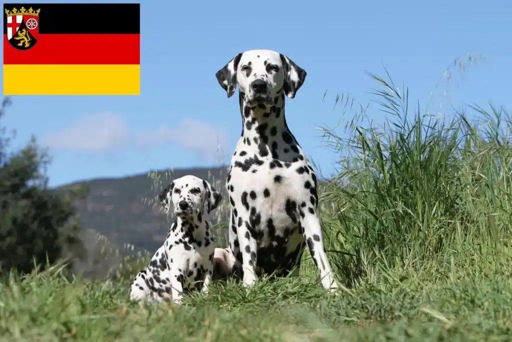 Dalmatiner Züchter mit Welpen Rheinland-Pfalz