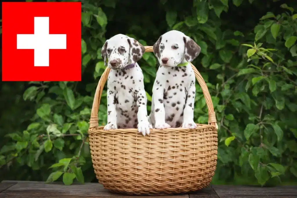 Dalmatiner Züchter mit Welpen Schweiz
