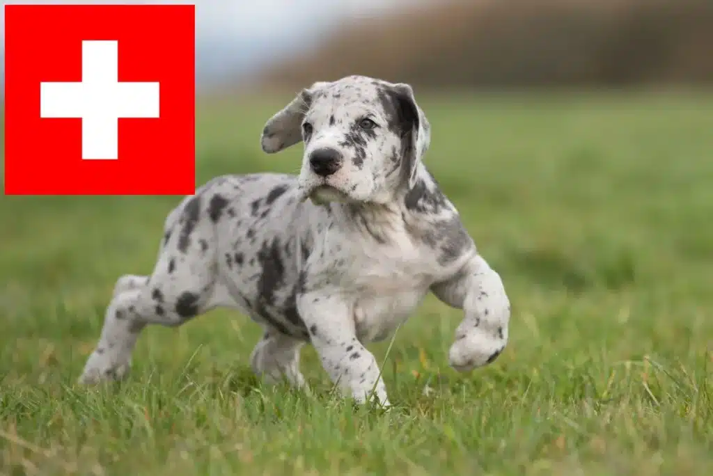 Dogge Züchter mit Welpen Schweiz