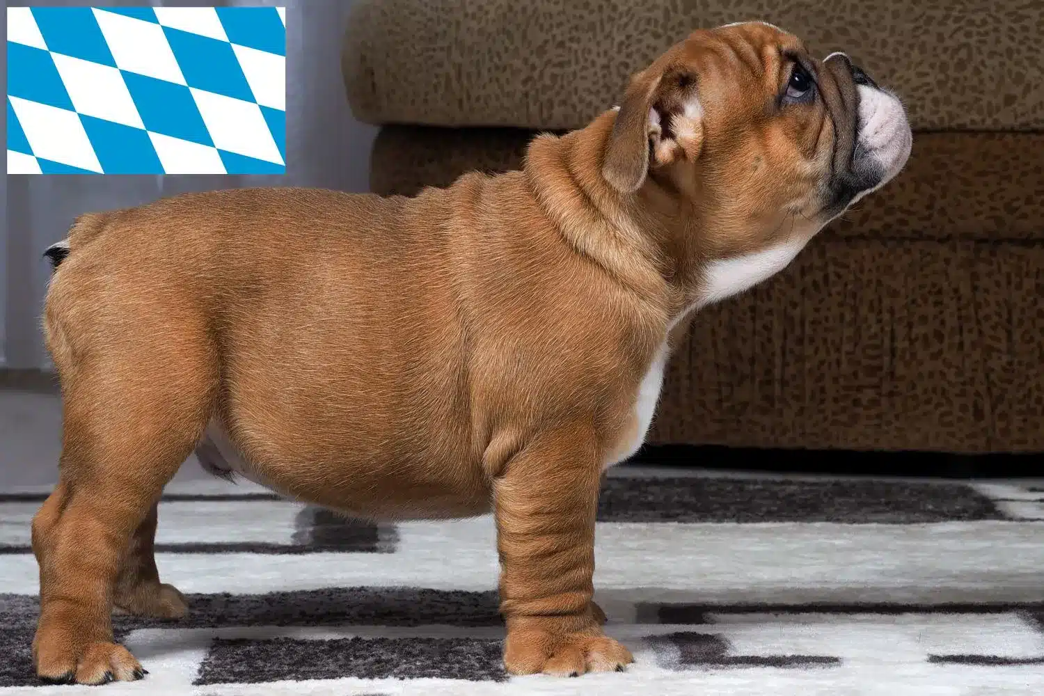 Englische Bulldogge Züchter und Welpen in Bayern DogWeb.de