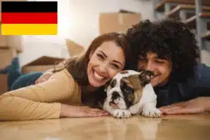 Read more about the article Englische Bulldogge Züchter und Welpen in Deutschland