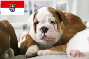 Read more about the article Englische Bulldogge Züchter und Welpen in Hessen