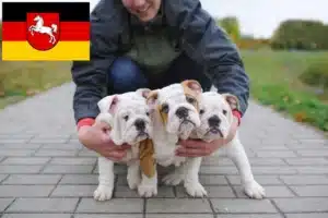 Read more about the article Englische Bulldogge Züchter und Welpen in Niedersachsen