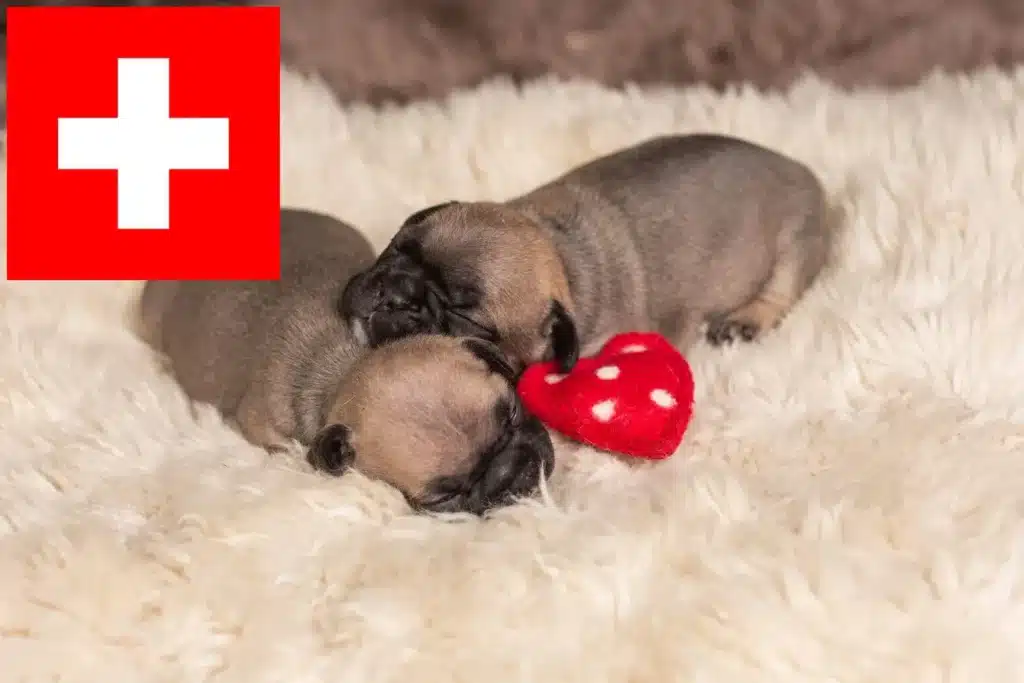 Englische Bulldogge Züchter mit Welpen Schweiz