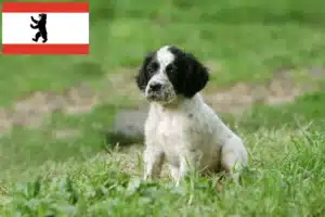 Read more about the article English Setter Züchter und Welpen in Berlin