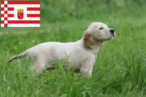 Read more about the article English Setter Züchter und Welpen in Bremen