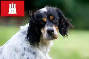Read more about the article English Setter Züchter und Welpen in Hamburg