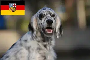 Read more about the article English Setter Züchter und Welpen im Saarland