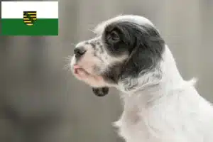 Read more about the article English Setter Züchter und Welpen in Sachsen