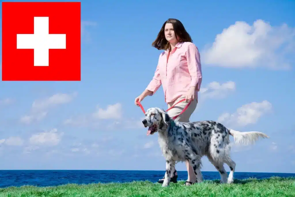 English Setter Züchter mit Welpen Schweiz