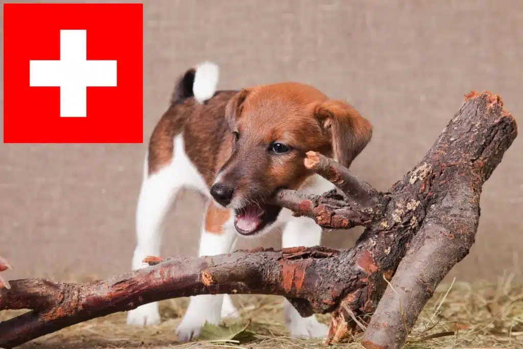 Foxterrier Züchter mit Welpen Schweiz