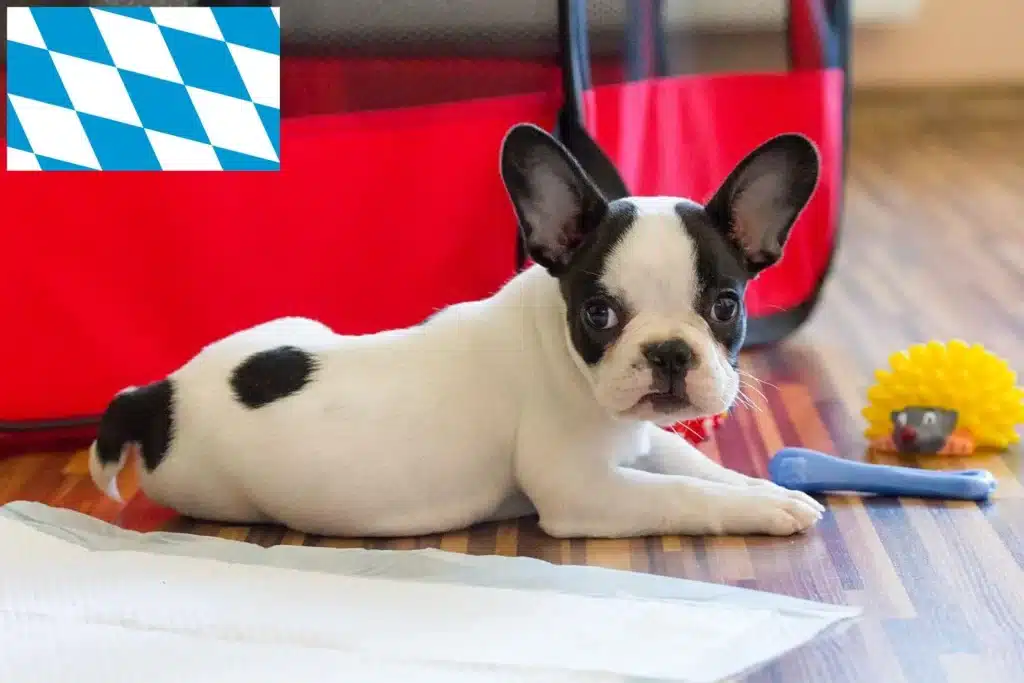 Französische Bulldogge Züchter mit Welpen Bayern