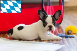 Read more about the article Französische Bulldogge Züchter und Welpen in Bayern