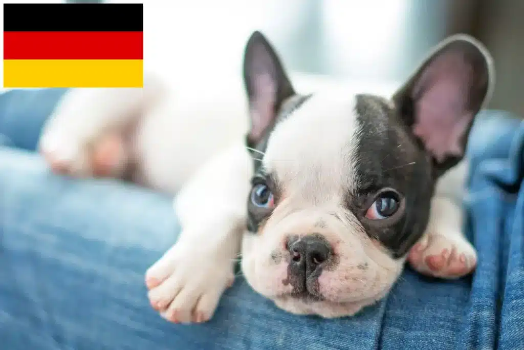 Französische Bulldogge Züchter mit Welpen Deutschland
