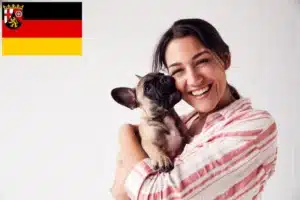 Read more about the article Französische Bulldogge Züchter und Welpen in Rheinland-Pfalz