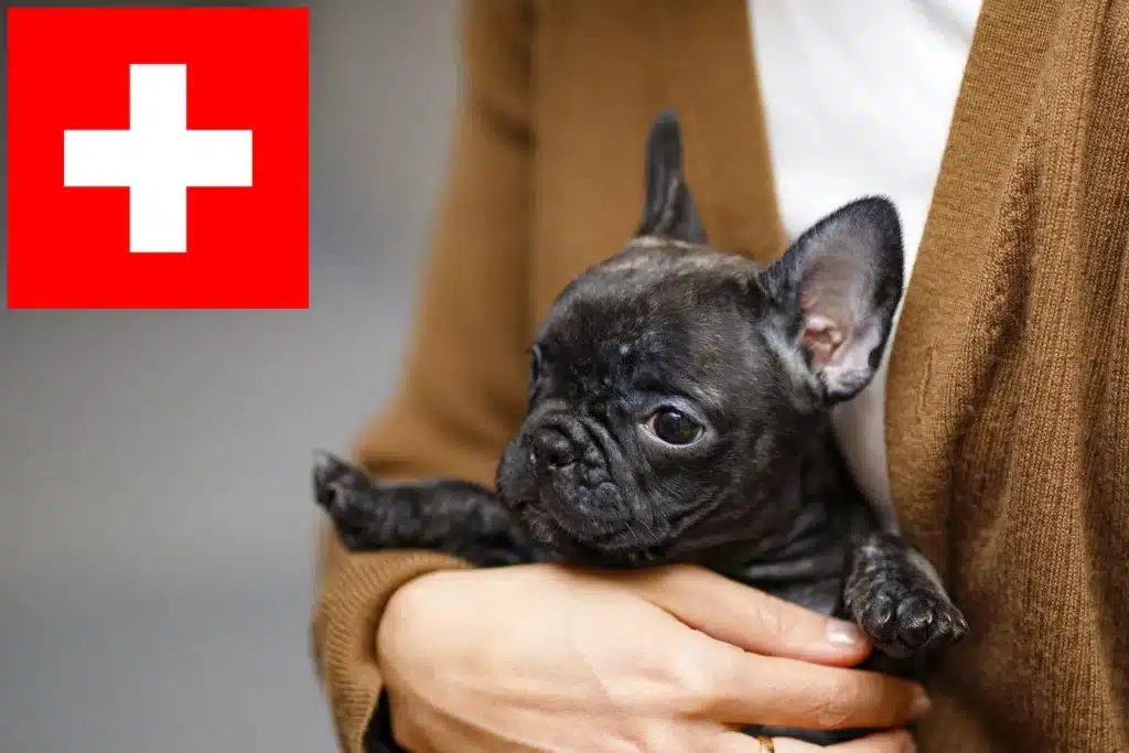 Französische Bulldogge Züchter mit Welpen Schweiz