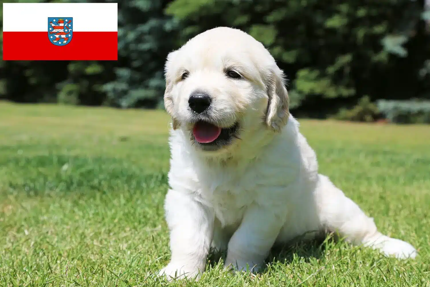 46+ Golden Retriever Thüringen Teich, Bald ziehen wir in unser