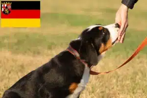 Read more about the article Großer Schweizer Sennenhund Züchter und Welpen in Rheinland-Pfalz