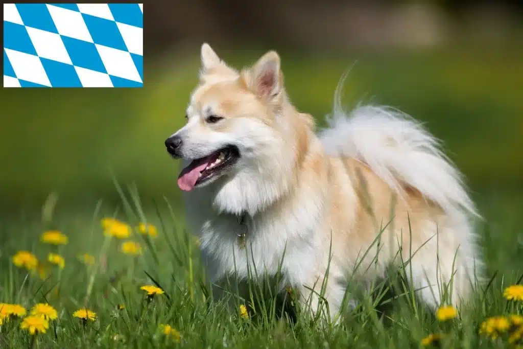 Islandhund Züchter mit Welpen Bayern