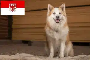 Read more about the article Islandhund Züchter und Welpen in Brandenburg