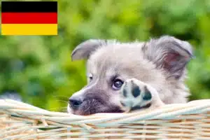 Read more about the article Islandhund Züchter und Welpen in Deutschland