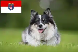 Read more about the article Islandhund Züchter und Welpen in Hessen