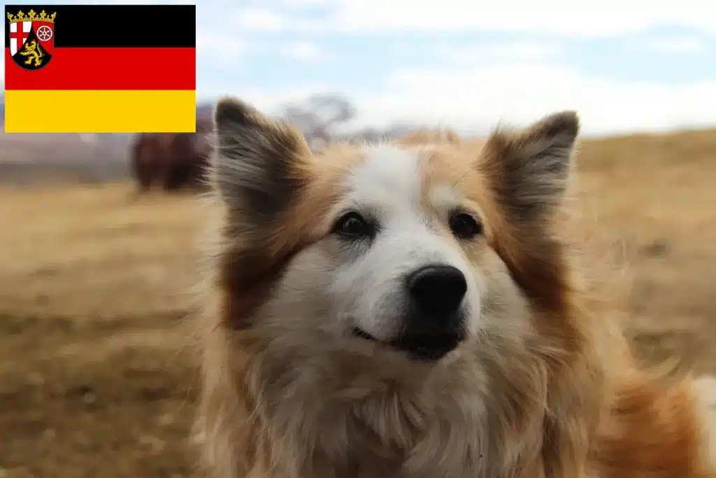 Islandhund Züchter mit Welpen Rheinland-Pfalz