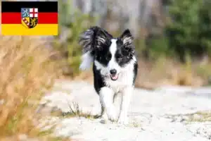 Read more about the article Islandhund Züchter und Welpen im Saarland