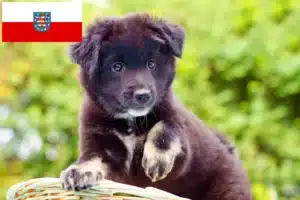 Read more about the article Islandhund Züchter und Welpen in Thüringen