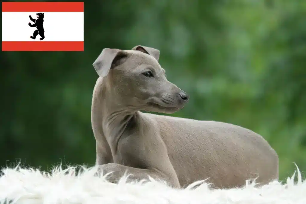 Italienisches Windspiel Züchter und Welpen in Berlin DogWeb.de