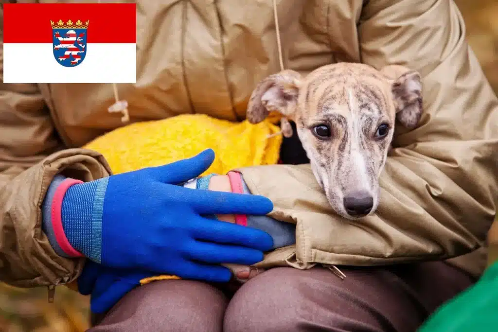 Italienisches Windspiel Züchter und Welpen in Hessen DogWeb.de