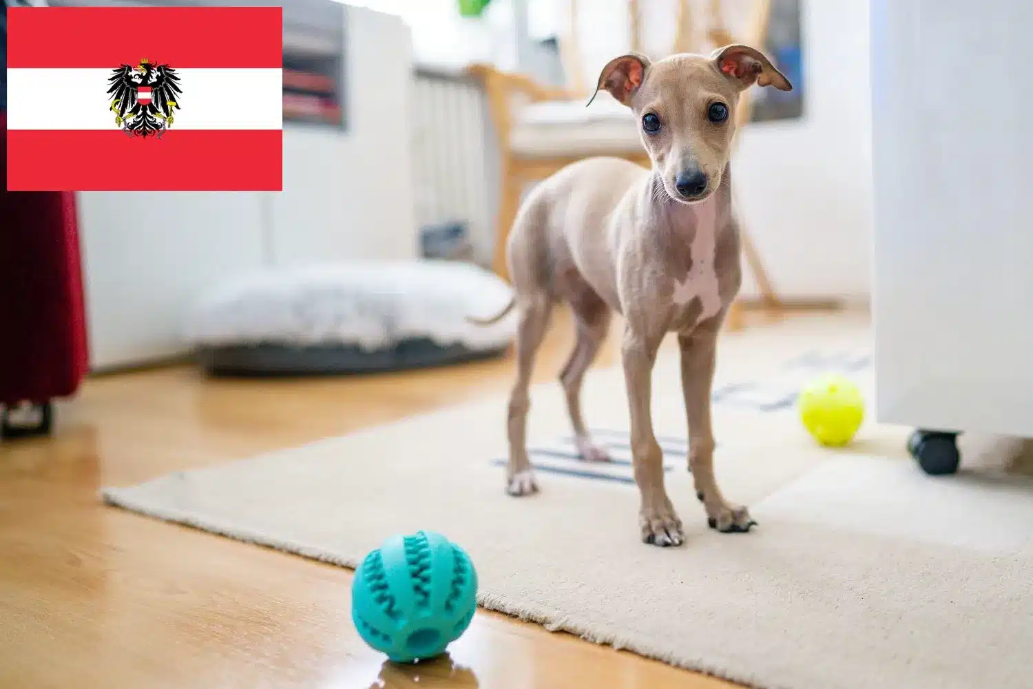 Italienisches Windspiel Züchter und Welpen in Österreich DogWeb.de