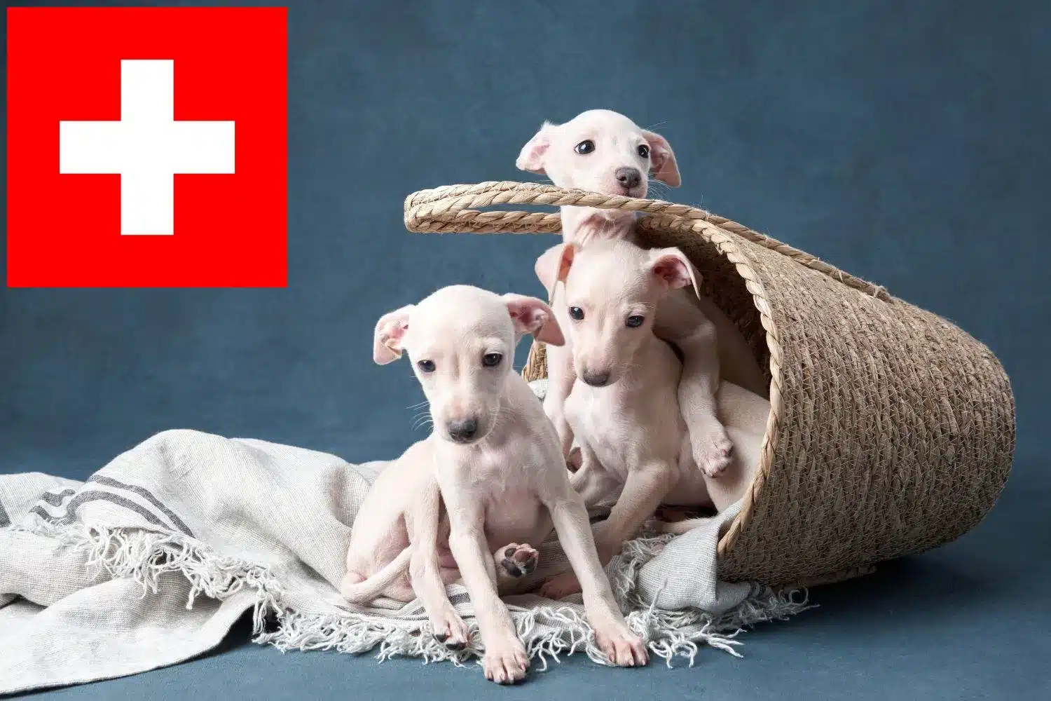 Italienisches Windspiel Züchter und Welpen in der Schweiz DogWeb.de
