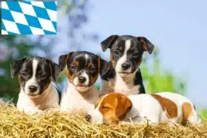 Read more about the article Jack Russell Züchter und Welpen in Bayern