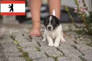 Read more about the article Jack Russell Züchter und Welpen in Berlin