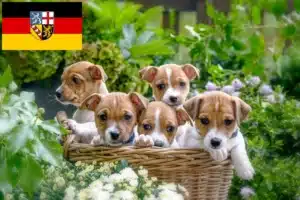 Read more about the article Jack Russell Züchter und Welpen im Saarland