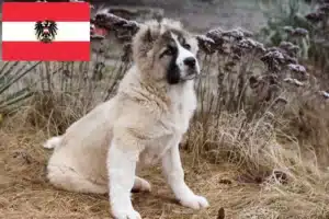 Read more about the article Kaukasischer Schäferhund Züchter und Welpen in Österreich