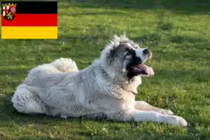 Read more about the article Kaukasischer Schäferhund Züchter und Welpen in Rheinland-Pfalz