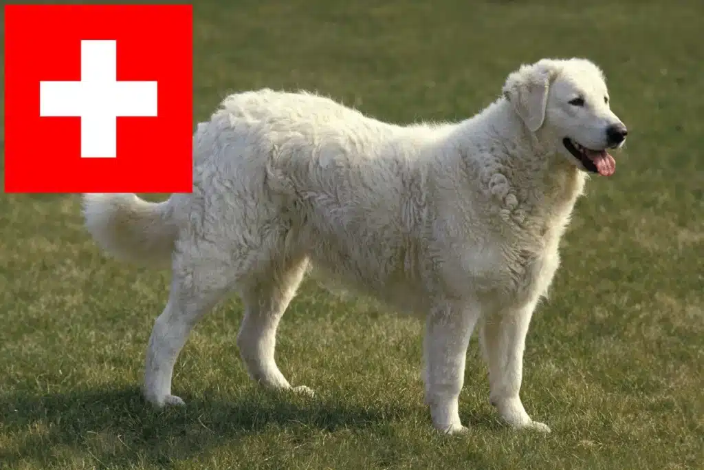 Kuvasz Züchter mit Welpen Schweiz